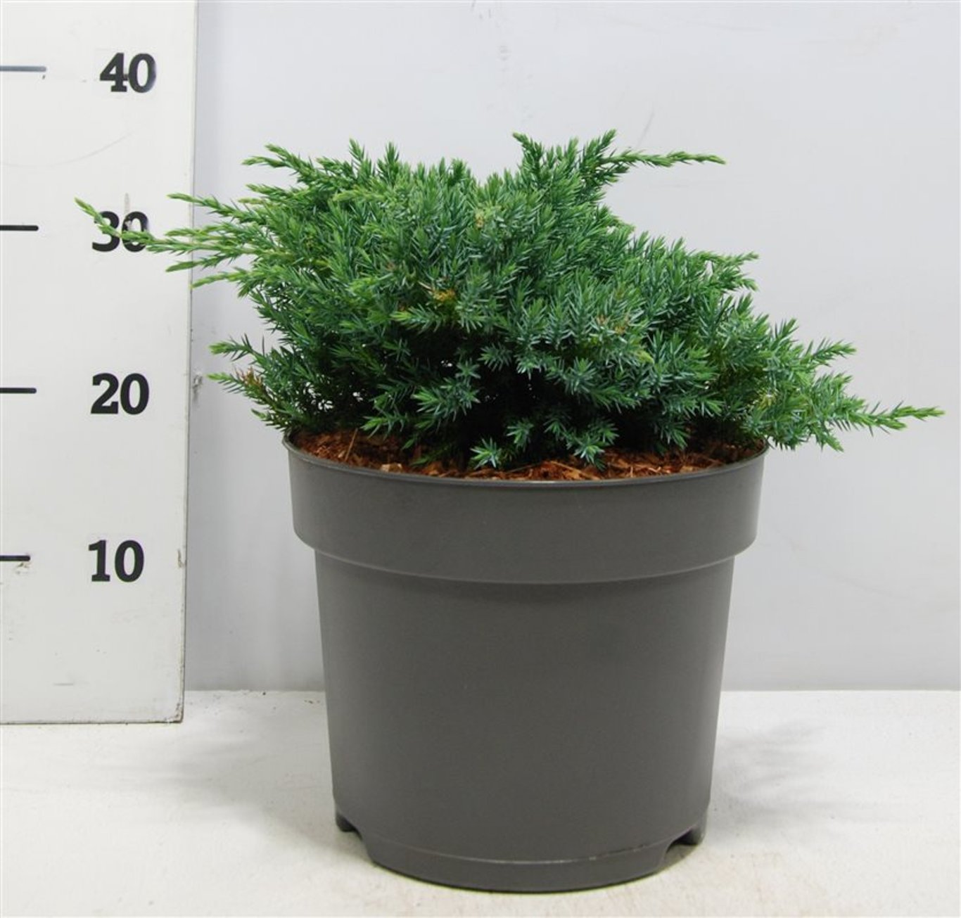 Juniperus squamata 'Blue Carpet' - C7.5 40-50 CM